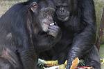 Šimpanzí samec Fáben oslavil v brněnské zoo své šestatřicáté narozeniny. O dárky se podělil s Ginou a Mary.
