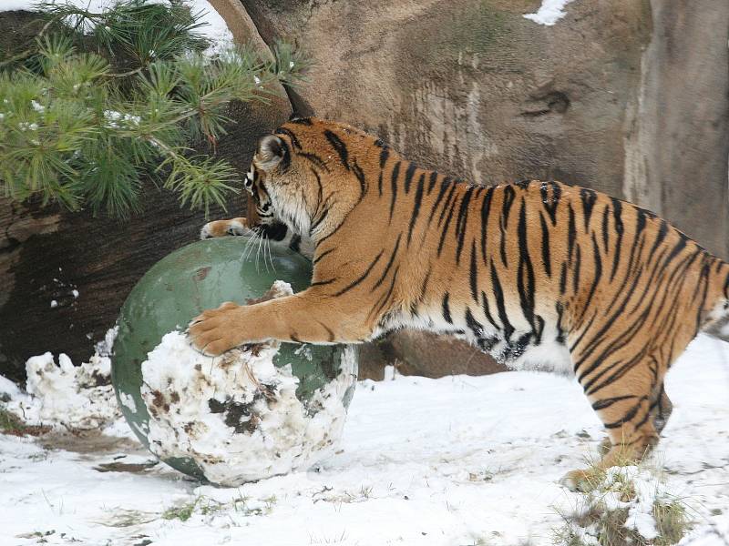 Tygřice Satu v brněnské zoo.