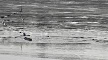 Asi třicet děr se v sobotu objevilo v ledu brněnské přehrady mezi Sokolským koupalištěm a nudapláží. 