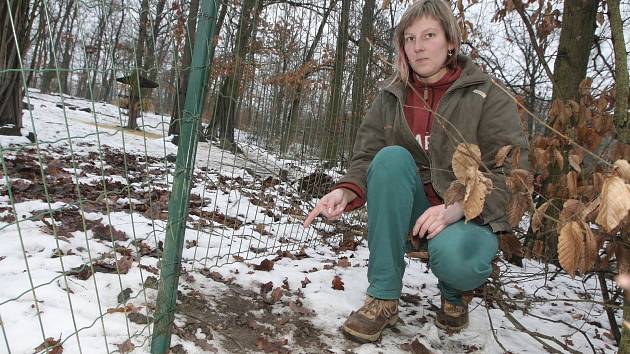 Za poslední rok už toulaví psi v zoo zadávili deset zvířat. Zabránit jejich vniknutí do zahrady má nový plot. Tomu současnému totiž úplně chybí zábrany proti podhrabání.