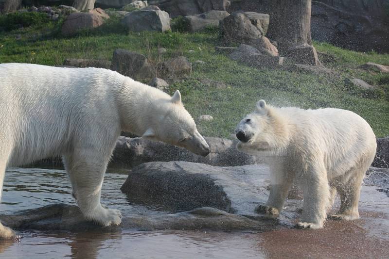 Lední medvěd Bill v Zoo Gelsenkirchen.