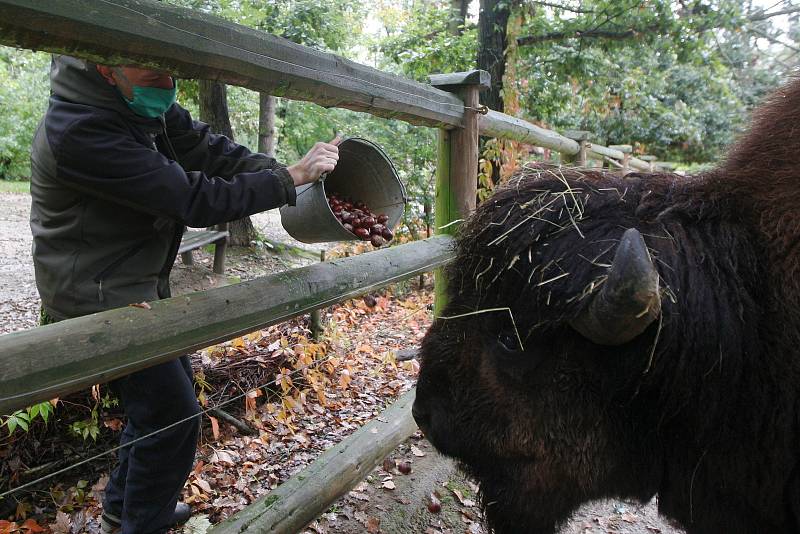 Brno 13.10.2020 - krmení bizonů v ZOO Brno