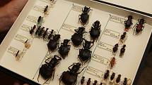 Ve sbírkách entomologického oddělení jsou přes dva miliony exemplářů.