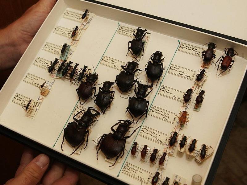 Ve sbírkách entomologického oddělení jsou přes dva miliony exemplářů.