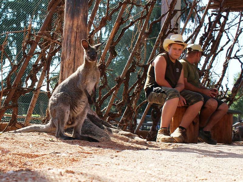 AUTSTRÁLIE VE VYŠKOVĚ. Jako u protinožců. Ve vyškovském zooparku lidé zavítají až do Austrálie mezi klokany.