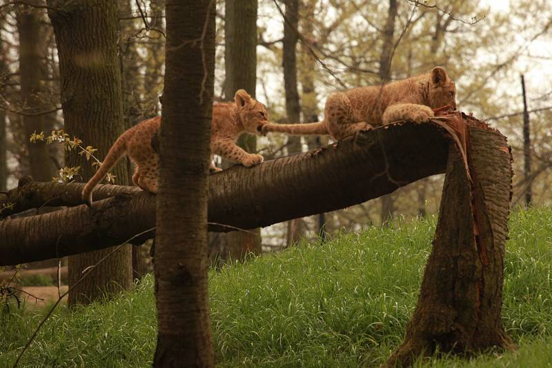 Zvířata v brněnské zoo.