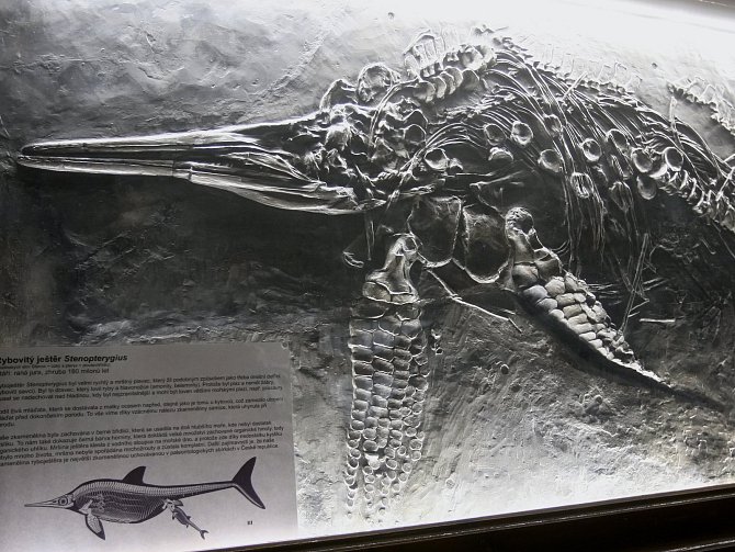 Restaurované fosílie paleontologické sbírky brněnské Masarykovy univerzity.