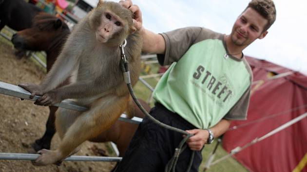 Cirkus Sultán v Brně.