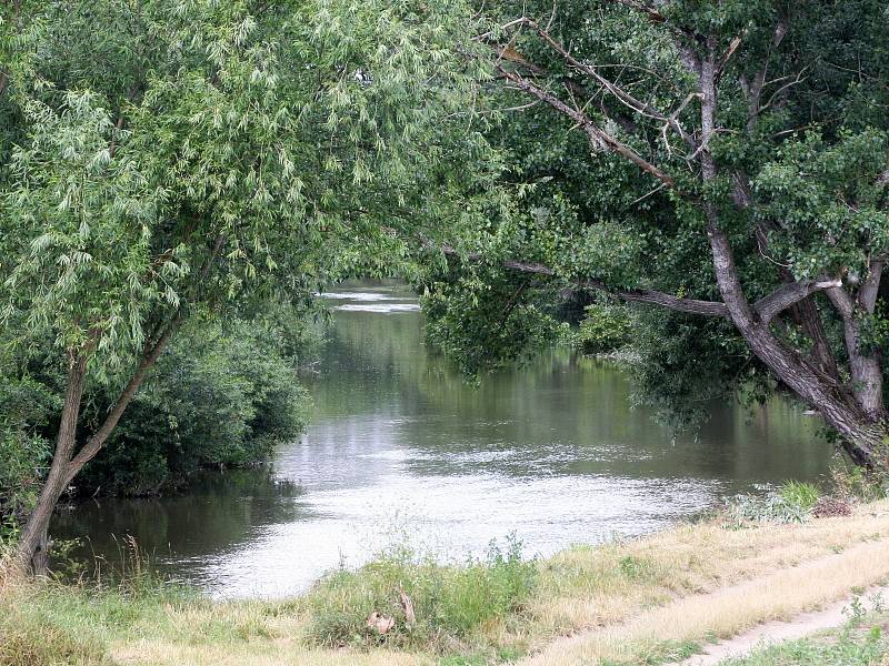 Meandry řeky Jihlavy mezi Novými Bránicemi a Cvrčovicemi se mají objevit na seznamu evropsky významných lokalit.