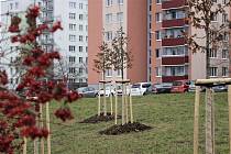 Jednaosmdesát nových stromků a keřů vysadí v brněnské Líšni. Důvodem je obnova tamního parku nedaleko ulic Josefy Faimonové a Trnkovy.
