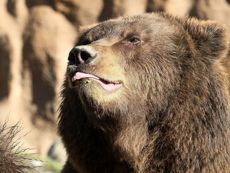 Kamčatská medvíďata Toby a Kuba z brněnské zoologické zahrady slaví rok.