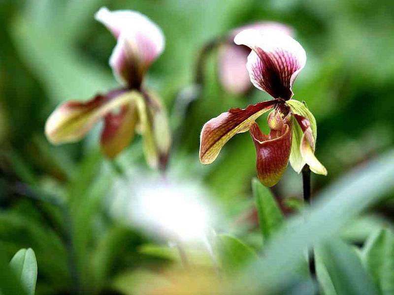 Mendelova univerzita pořádala výstavu orchidejí.