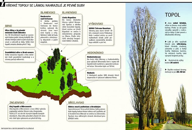 Křehké topoly nahrazují pevné duby.