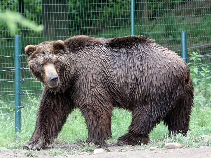 Kuba a Toby jsou potomci páru kamčatských medvědů Kamčatky a Jelizara. 