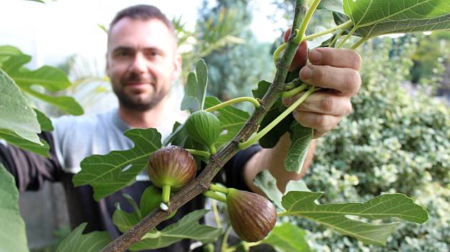 V Přibicích sklízejí exotické fíky. Miroslav Effenberger nasbírá cca deset kilogramů za čtyři dny