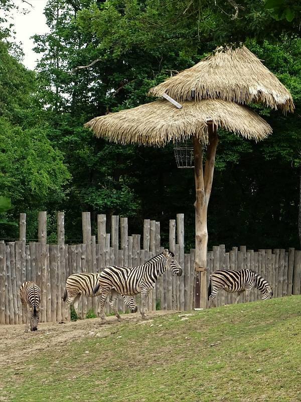 Uplynulý víkend si pozornost návštěvníků užívala všchna zvířata v Zoo Brno.