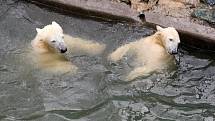 Brněnské zoo je v odchovu ledních medvědů úspěšné. Za posledních deset let se mláďata nenarodila v žádné jiné zoo v České ani Slovenské republice.