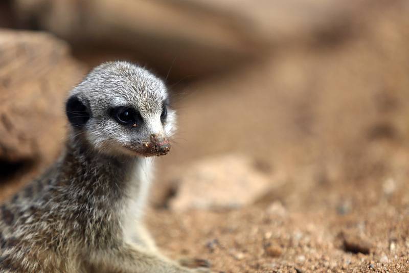 Brněnská ZOO-