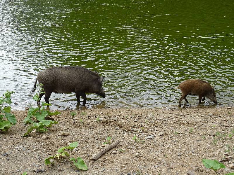 Obora Holedná nabízí příjemnou procházku i pohled na volně žijící zvířata.