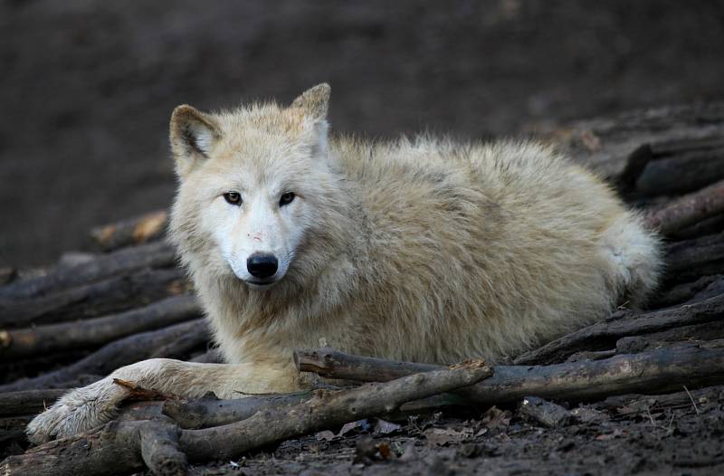 Zvířata v brněnské zoo.