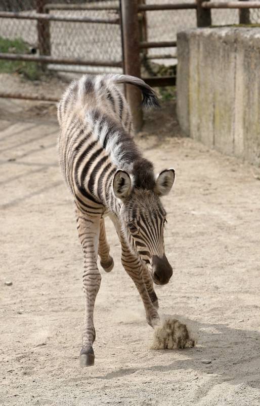 Arwen. Tak se jmenuje samička zebry Chapmannové, která se narodila v brněnské zoologické zahradě.