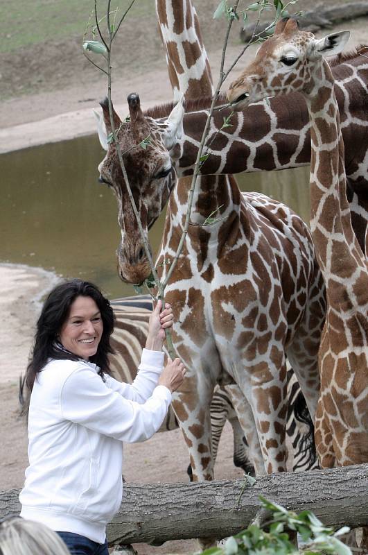 Nedělní den v brněnské zoologické zahradě patřil žirafám. Na jednadvacátého června totiž připadl jejich mezinárodní den.