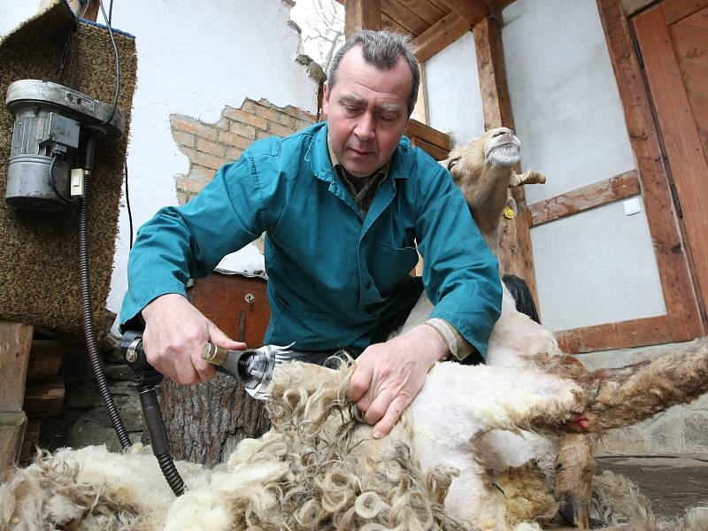 V brněnské zoologické zahradě se na velikonoční neděli stříhaly ovce.