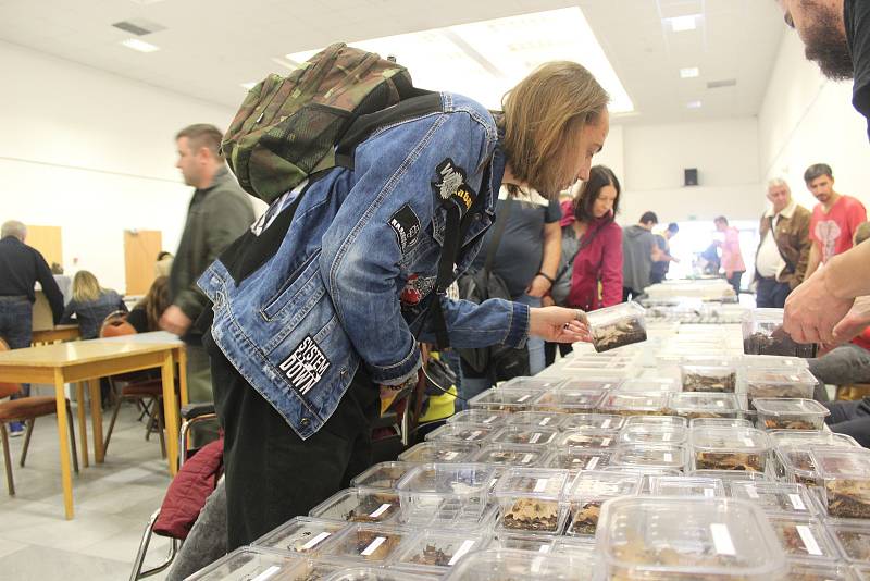 V Brně se konala tradiční terarijní burza Fauna Hobby. Lidé zde sehnali například ještěrky, hady či pavouky.