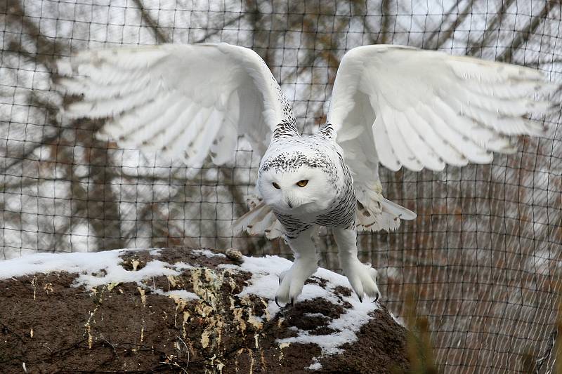 Zimní šampionát zvířat v brněnské ZOO -  sovice sněžní.