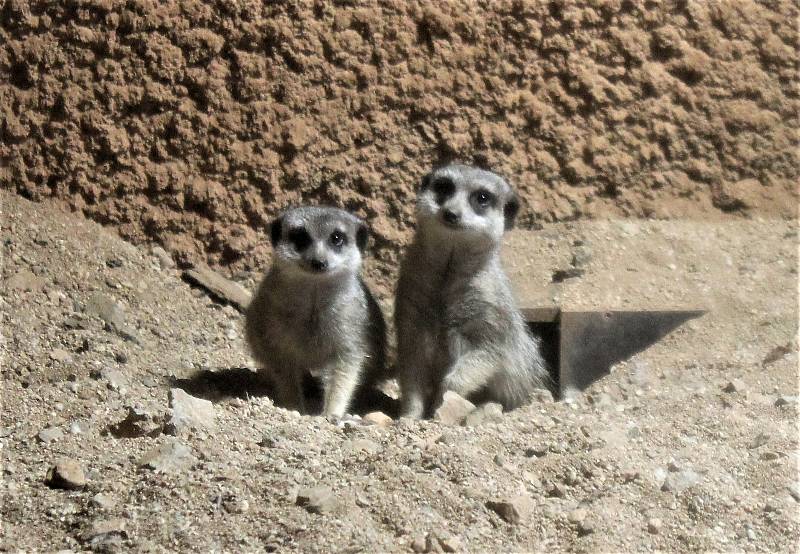 V brněnské zoo je Štědrý den pro zvířata jako každý jiný. Letos ovšem poprvé bez návštěvníků kvůli koronaviru.