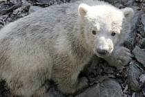 Nově narozené lední medvídě je podle veterináře samička. Lidé pro ni nyní mohou navrhovat jméno.