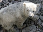 Nově narozené lední medvídě je podle veterináře samička. Lidé pro ni nyní mohou navrhovat jméno.