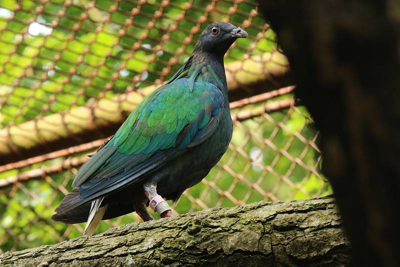 Holub nikobarský z brněnské zoo.