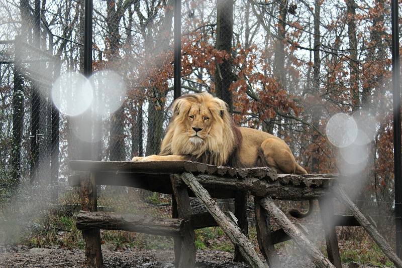 V brněnské zoo je Štědrý den pro zvířata jako každý jiný. Letos ovšem poprvé bez návštěvníků kvůli koronaviru.