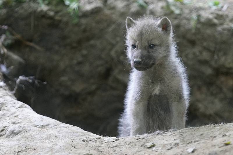 Mladému vlčímu alfa samci z Dánska se v brněnské zoologické zahradě evidentně daří. I díky jeho přičinění se narodilo už deset malých vlčat. V zoo tak mohli založit novou stabilní skupinu vlků arktických. 