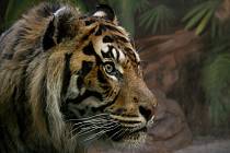 Také tygři z brněnské Zoo přivítají přebytky ze zahrádek návštěvníků. Dýně jim poslouží pro zpestření a obohacení dne.