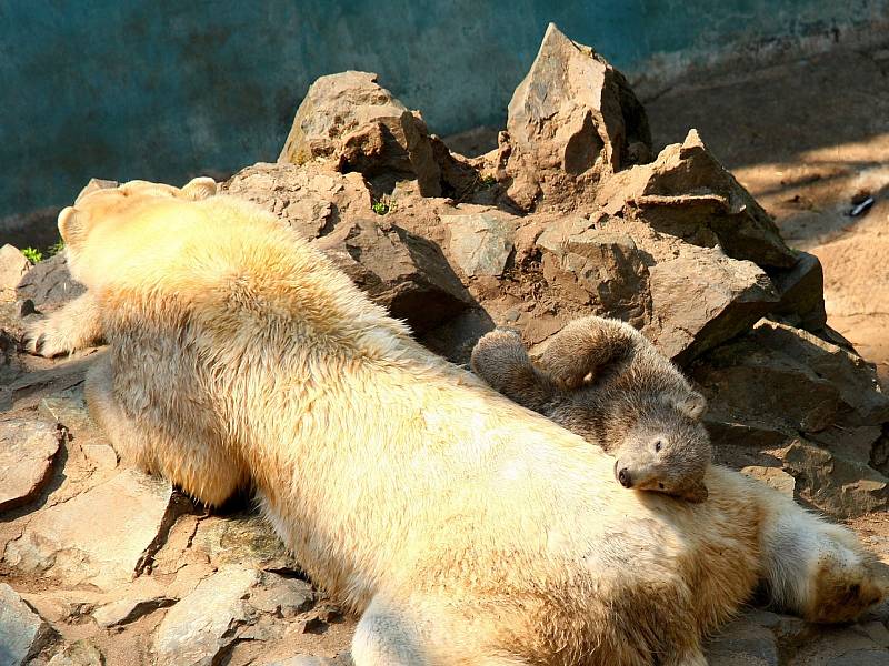 Lední medvíďata z brněnské zoologické zahrady se nejspíš budou jmenovat Kometa a Rondo.