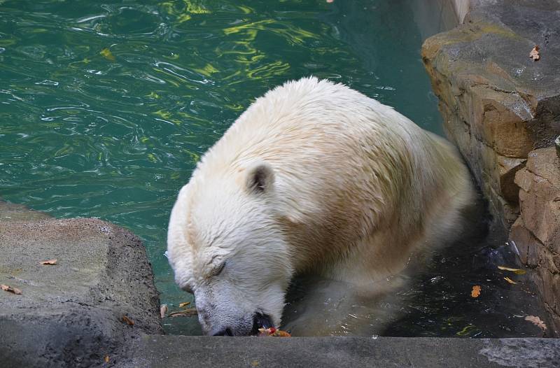 Nový bazén pro medvědici Coru v brněnské zoo.