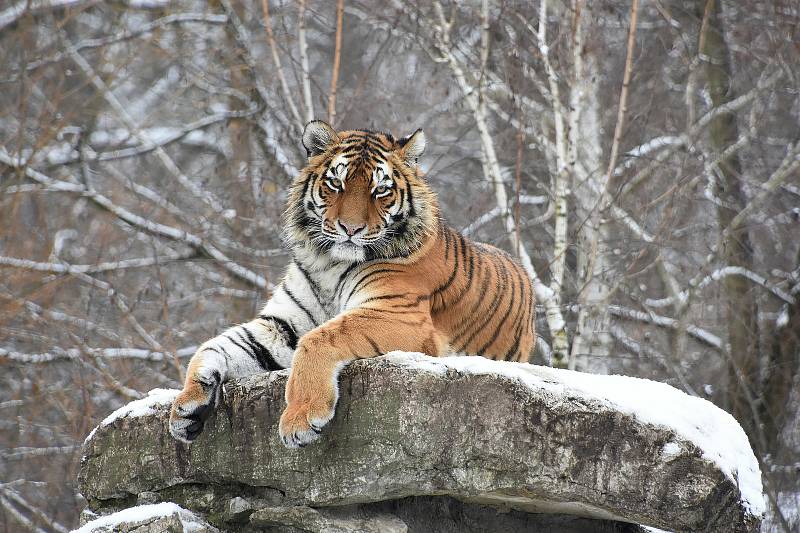 Tygřici ussurijskou z hodonínské zoo převezli do nového domova ve Velké Británií.