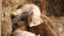 Lední medvědice Cora v sobotu poprvé vyvedla svá mláďata do výběhu v brněnské zoologické zahradě. 