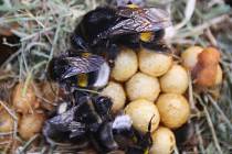 Zájemci si z festivalu Mendel je... včelař mohli odnést i vlastní vyraženou minci nebo ochutnat vzorky medu různých druhů.
