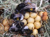 Zájemci si z festivalu Mendel je... včelař mohli odnést i vlastní vyraženou minci nebo ochutnat vzorky medu různých druhů.