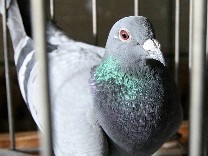 Výstava poštovních holubů v Rosicích.