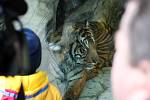 Do brněnské zoo přijel tygří samec z Jihlavy