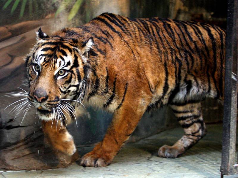 Do brněnské zoo přijel tygří samec z Jihlavy