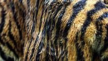 Do brněnské zoo přijel tygří samec z Jihlavy