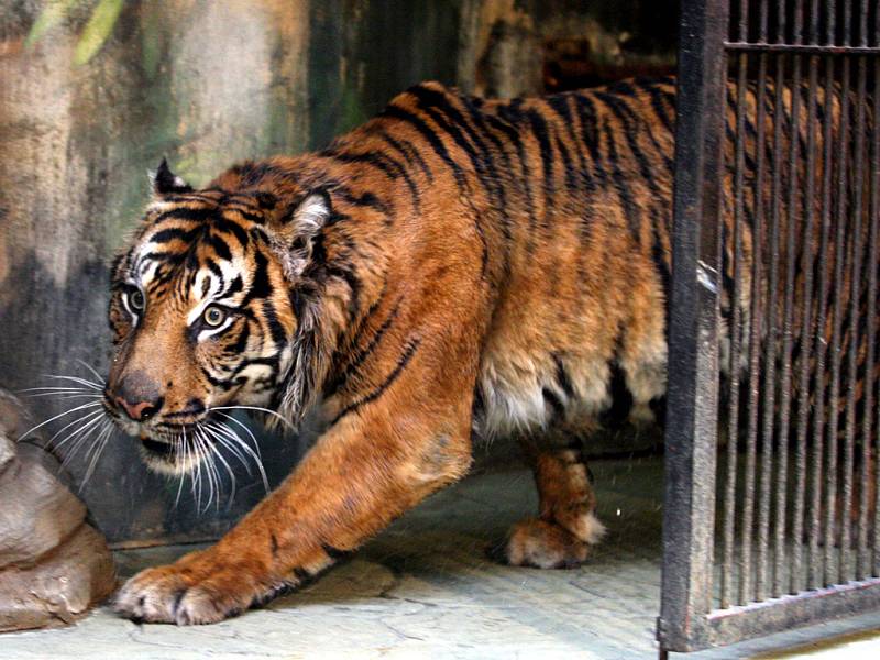 Do brněnské zoo přijel tygří samec z Jihlavy