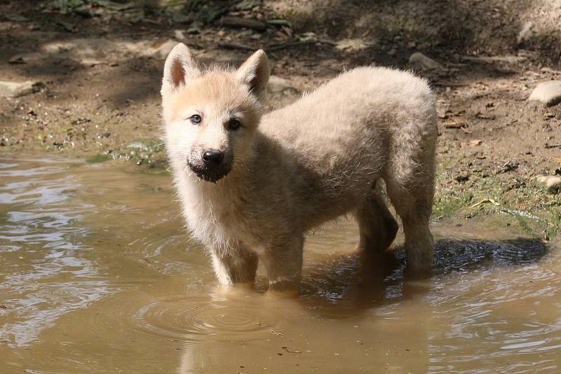 Vlk arktický z brněnské zoo.