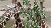 Nedělní den v brněnské zoologické zahradě patřil žirafám. Na jednadvacátého června totiž připadl jejich mezinárodní den.