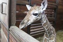 První letošní přírůstek v brněnské zoo. Mládě se narodilo nejstarší žirafě síťované Janette.